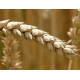 Érett búzakalászok