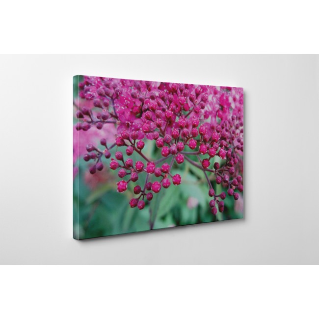 Apró rózsaszín virágok