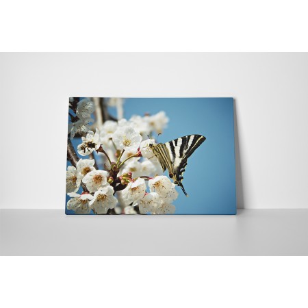 Pillangó a barackvirágon