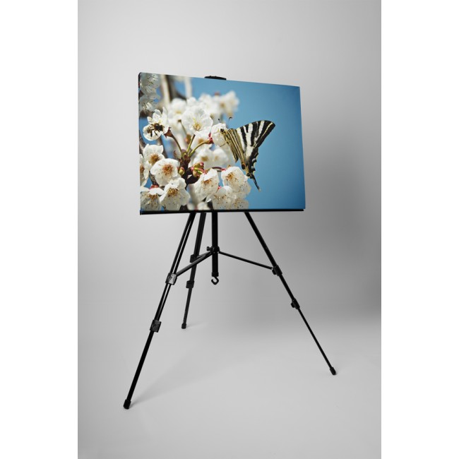 Pillangó a barackvirágon