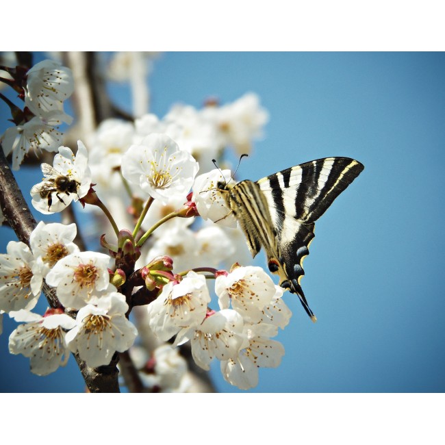 Pillangó a barackvirágon