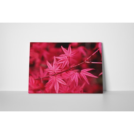 Vörös juharfa levelek