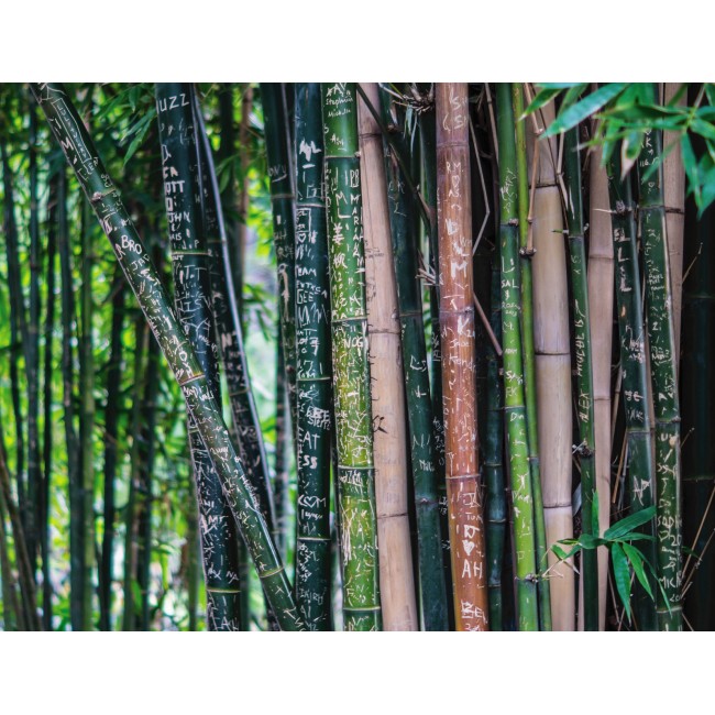 Fába vésett emlékek