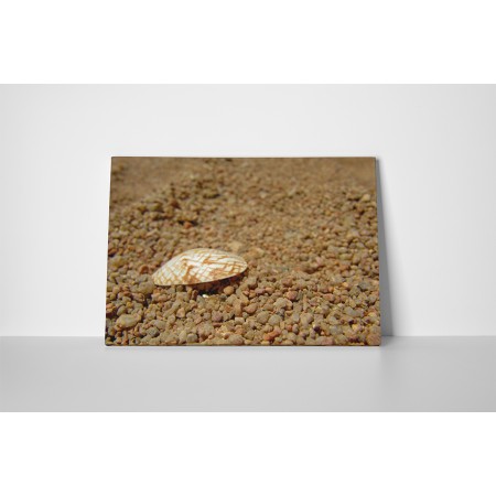 Kagyló és kavicsok