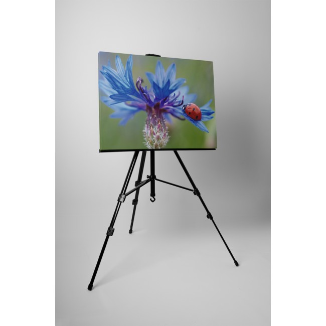 Merész katicabogár