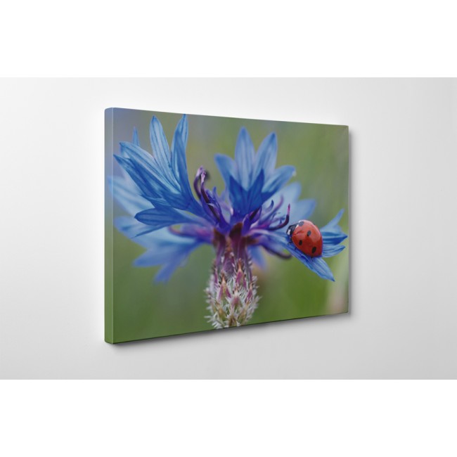 Merész katicabogár