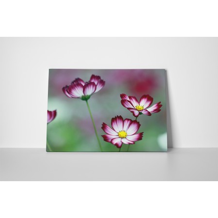 Spirituális virágok