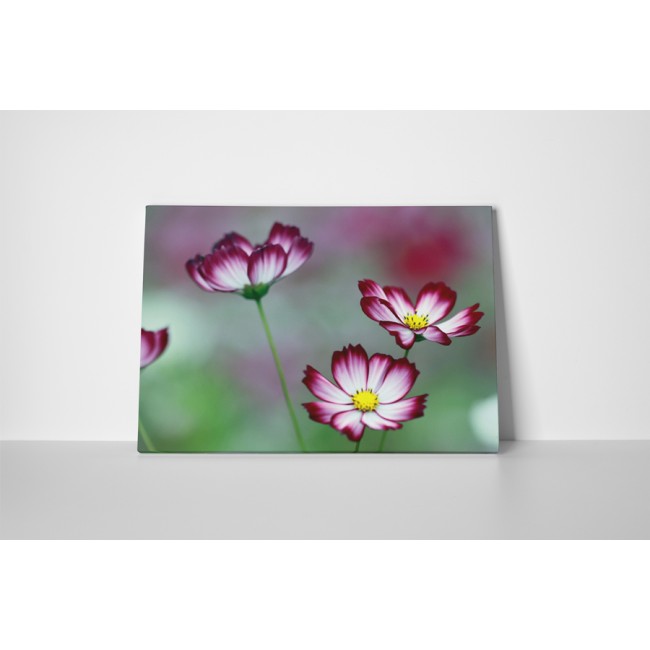 Spirituális virágok