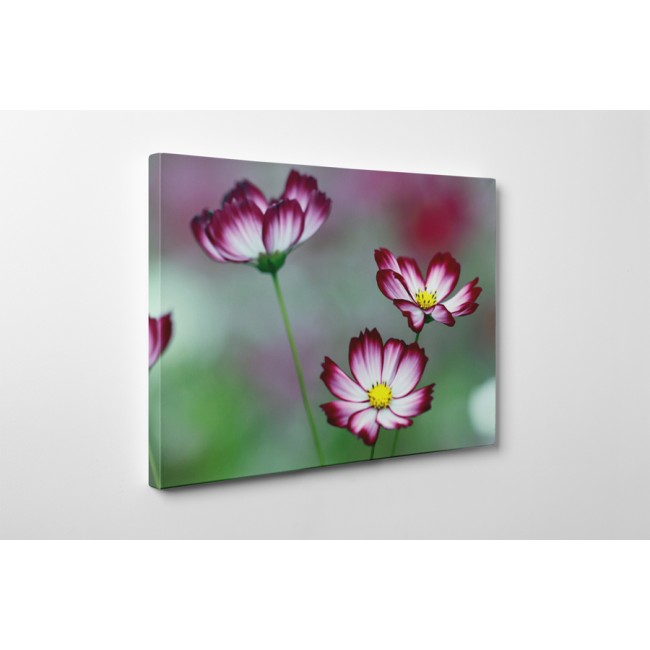 Spirituális virágok