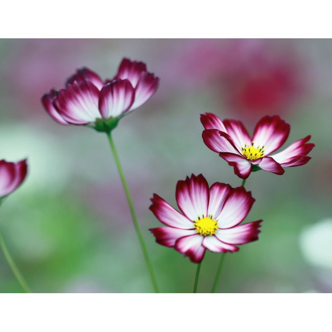 Spirituális virágok