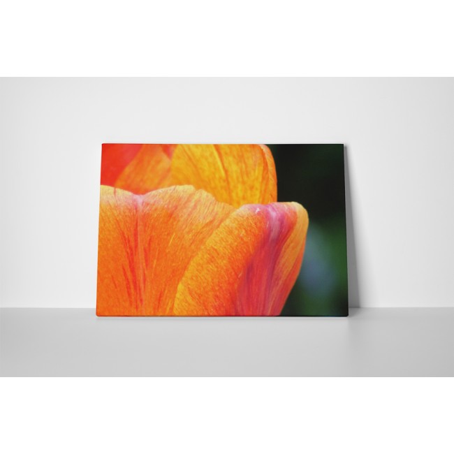 Tulipán virág közelről