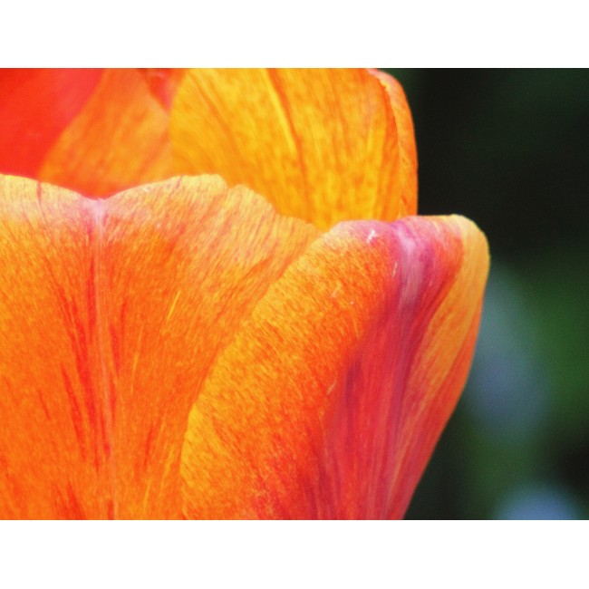 Tulipán virág közelről