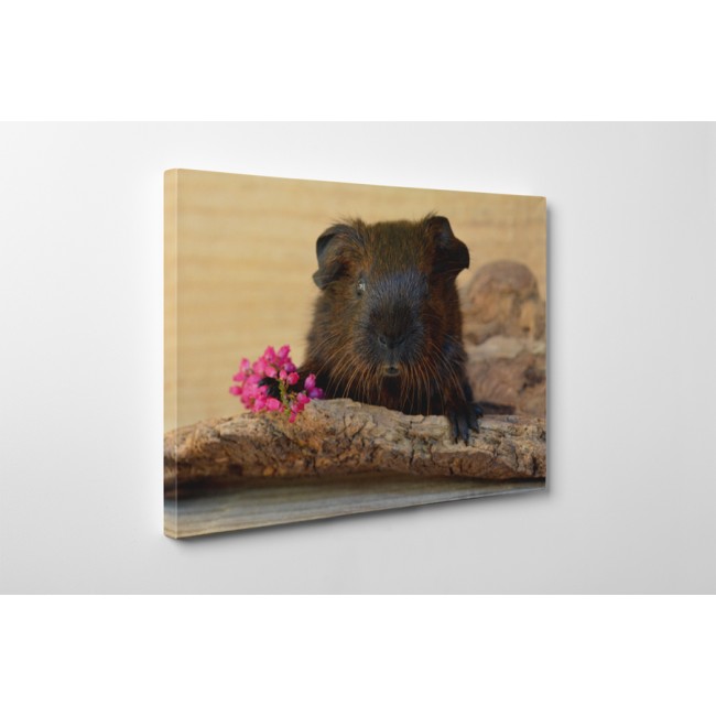 Romantikus tengerimalac