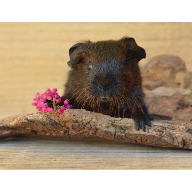 Romantikus tengerimalac