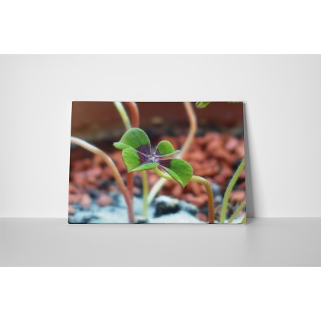 Négy levelű lóhere