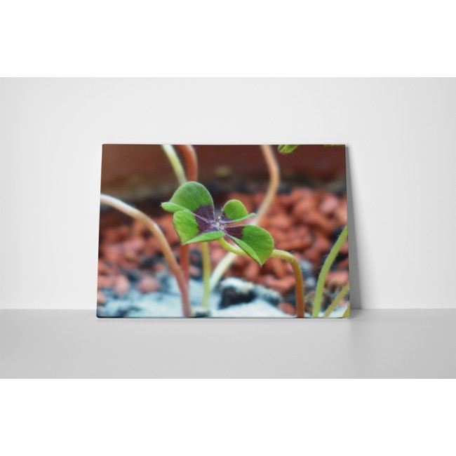 Négy levelű lóhere