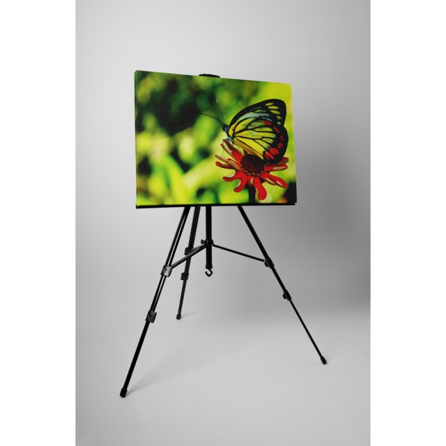 Piros gerbera és a pillangó