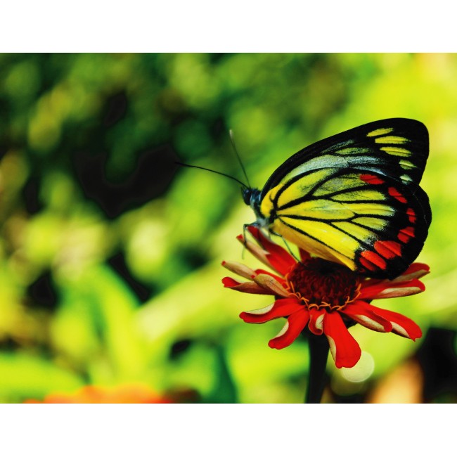 Piros gerbera és a pillangó