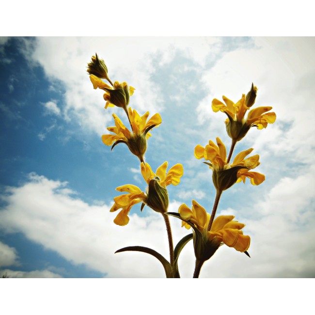 Sárga látnokzsálya