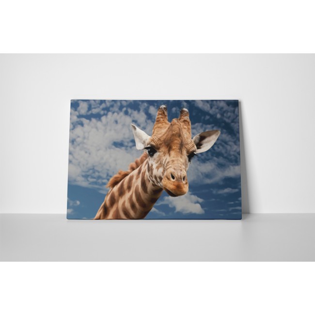 Egekig érő zsiráf