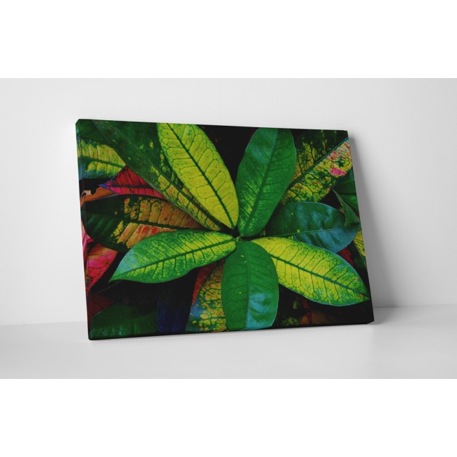 Zöldellő szobanövény