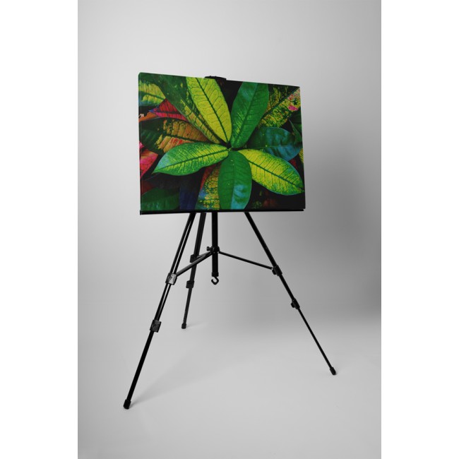 Zöldellő szobanövény