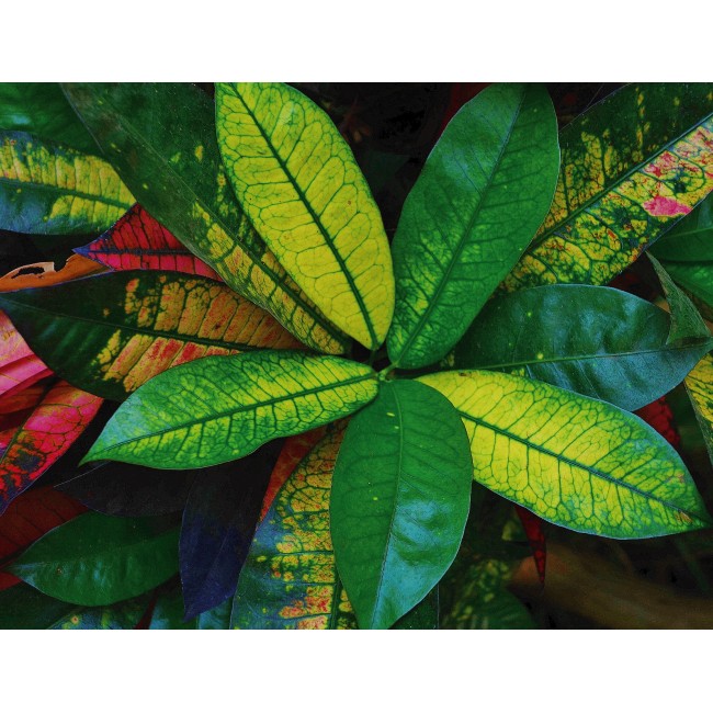 Zöldellő szobanövény