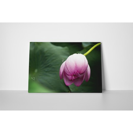 Ébredező virágbimbó