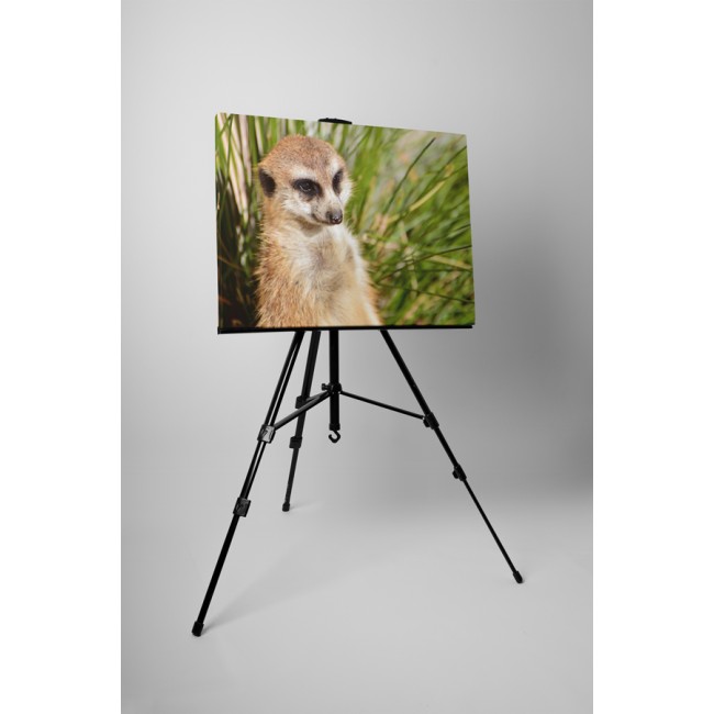 Kíváncsi szurikáta