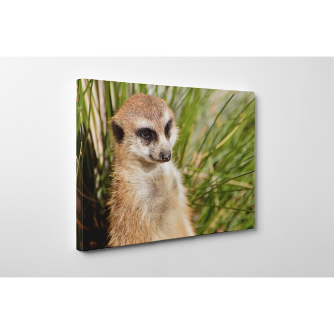 Kíváncsi szurikáta