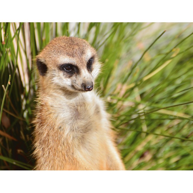 Kíváncsi szurikáta