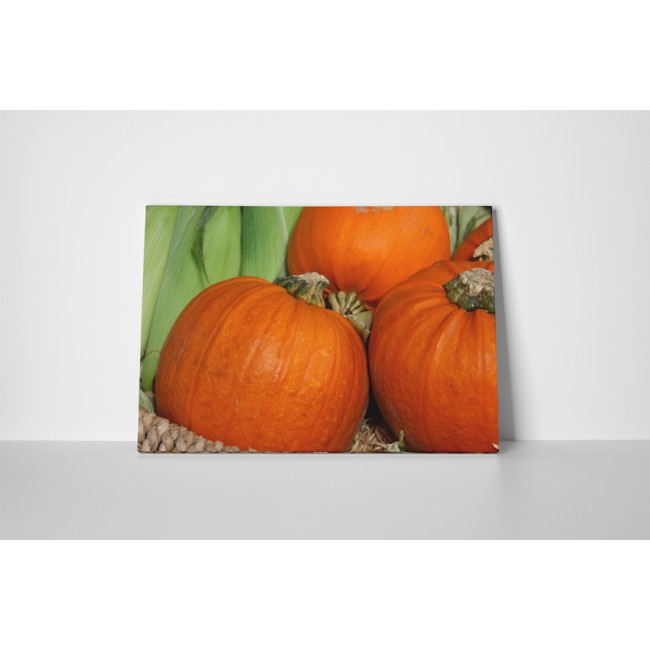 Hatalmas sütőtök család