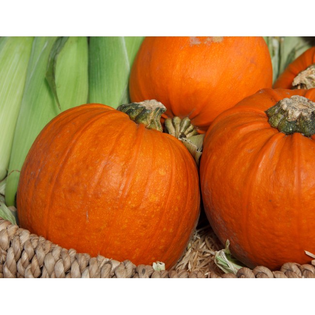 Hatalmas sütőtök család