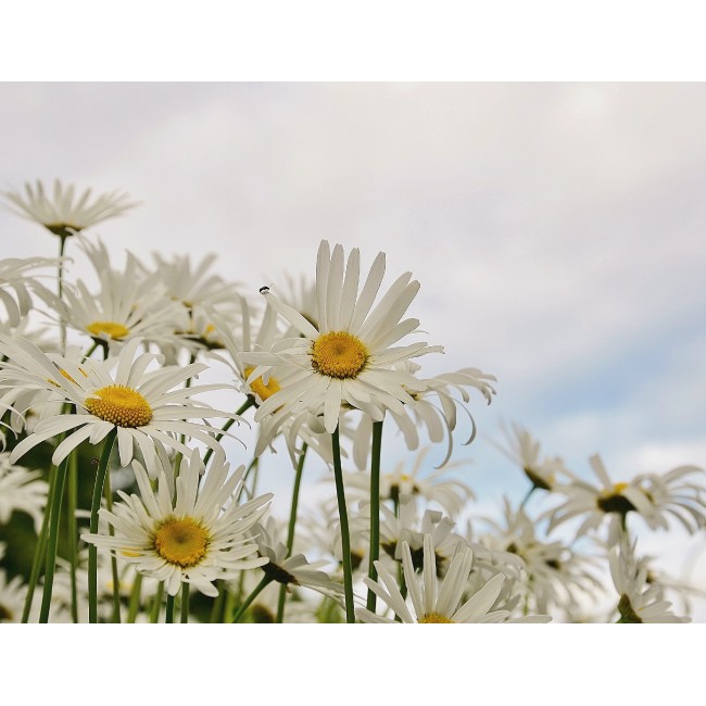 Az egyszerű virágok szépsége