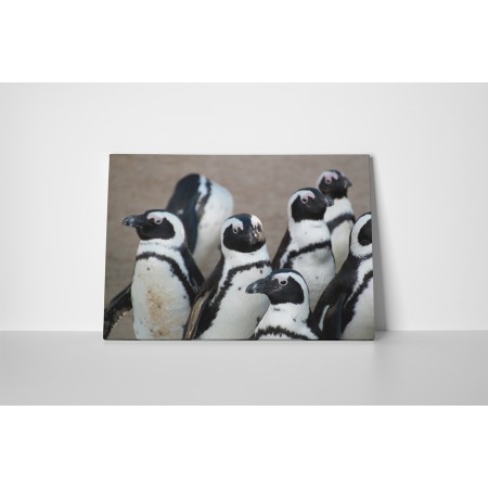 Pingvin csoport gyülekezése