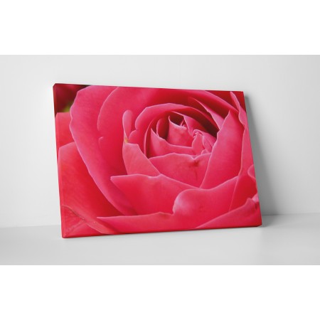 Illatos rózsa közelről