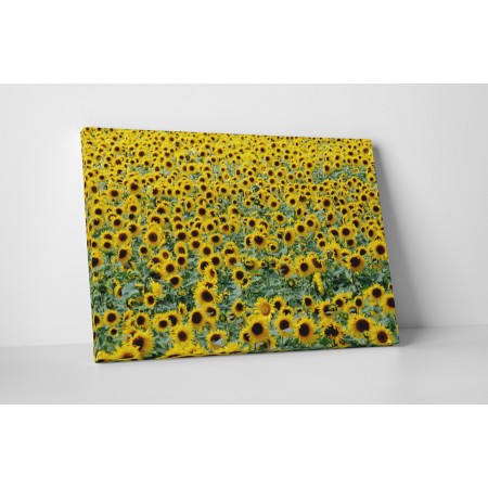 Mindenhol csak napraforgó