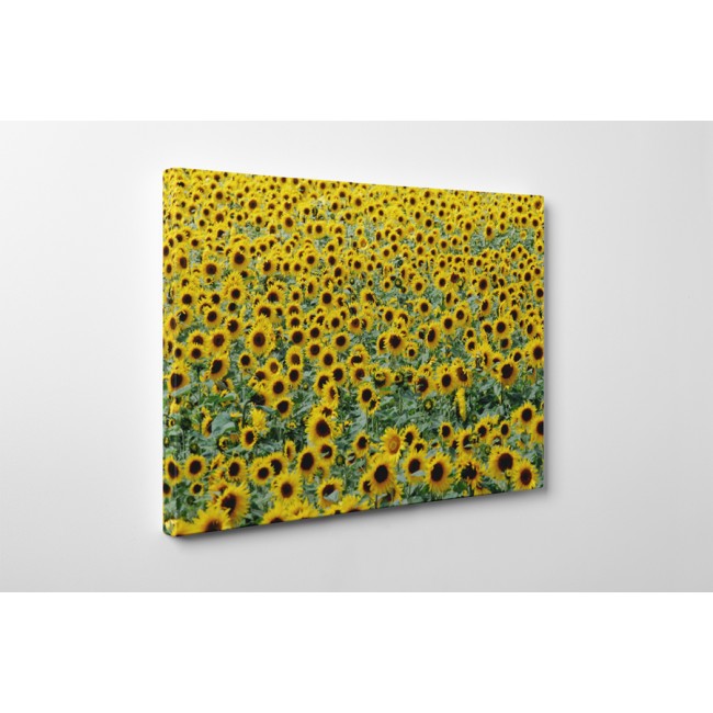 Mindenhol csak napraforgó