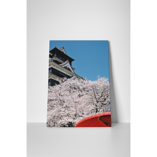 Sakura virágzás tavasszal