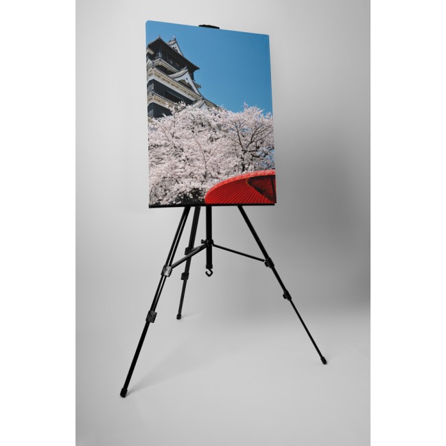 Sakura virágzás tavasszal