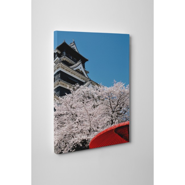 Sakura virágzás tavasszal