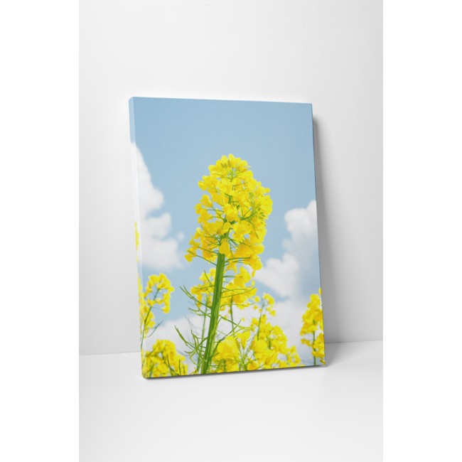 Repce a napsütésben