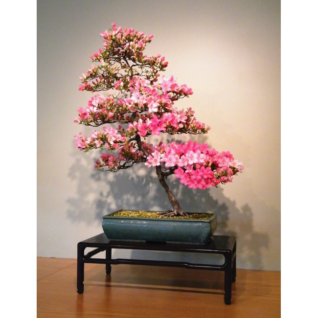 Azalea bonsai