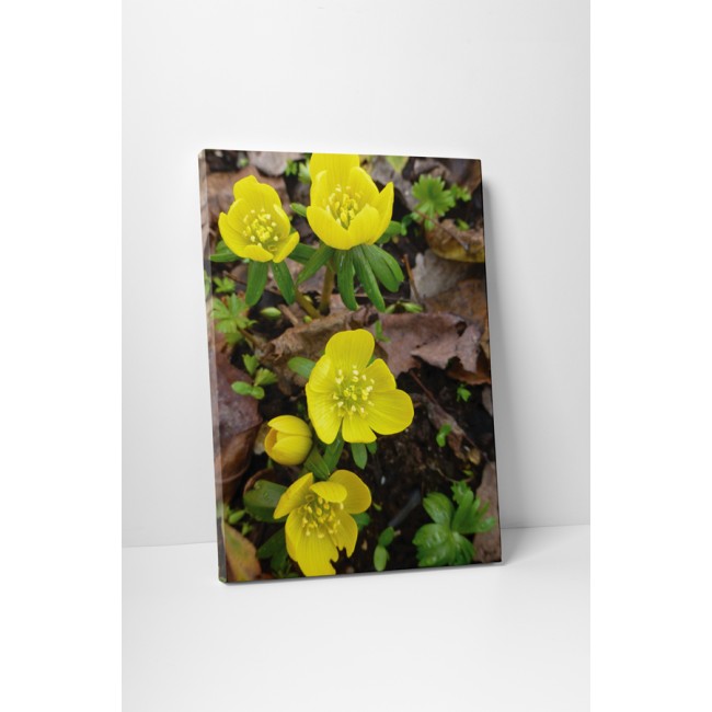 Virágzó sárga krókusz