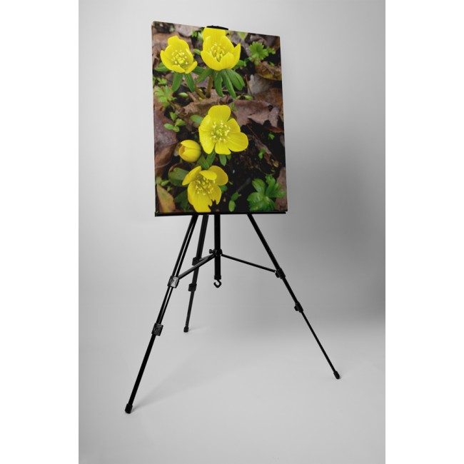 Virágzó sárga krókusz