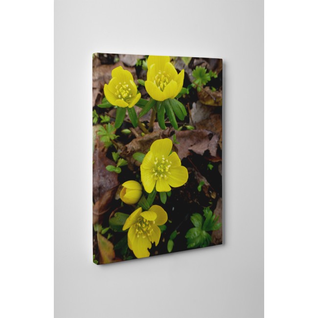 Virágzó sárga krókusz