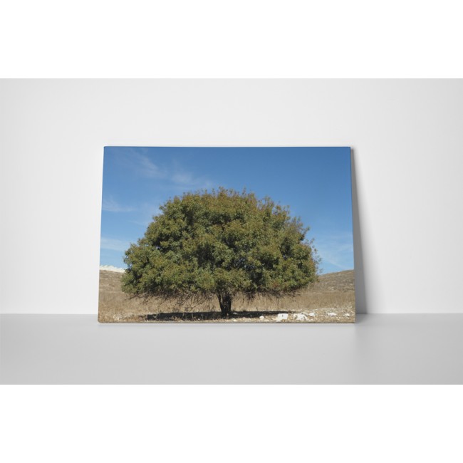 Magányos fa a mezőn