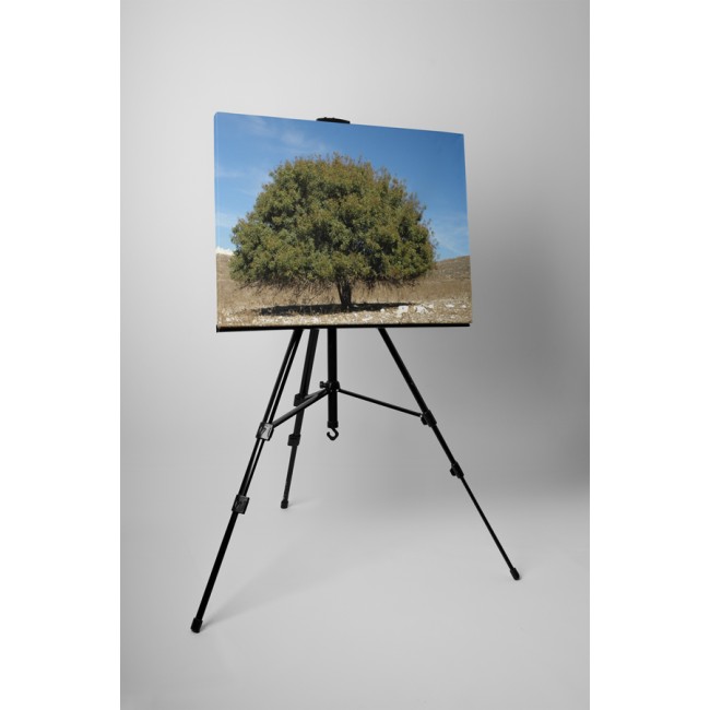 Magányos fa a mezőn