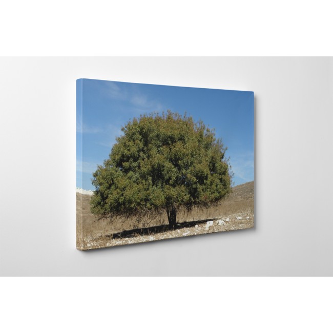 Magányos fa a mezőn