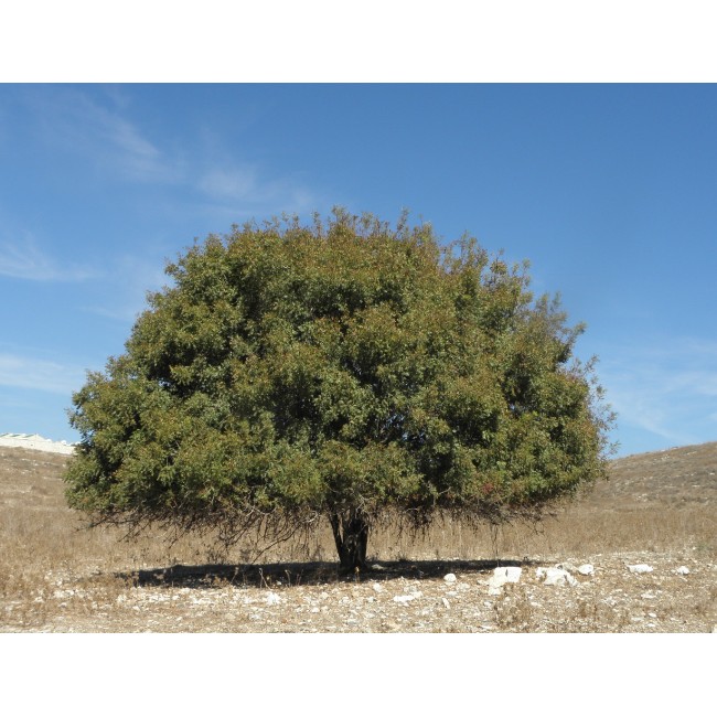 Magányos fa a mezőn